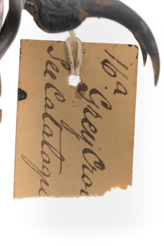 Close-up of swing tag which is ripped in half (see transcription)