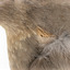 Grey Currawong/grey crow standing on wooden perch - close-up of fraying near head and wing attachment