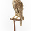 Morepork/Tasmanian Spotted Owl standing on wooden perch facing front left