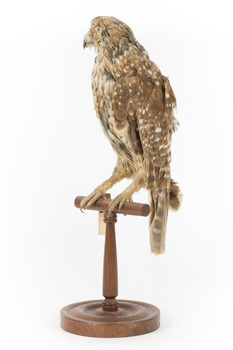 Morepork/Tasmanian Spotted Owl standing on wooden perch facing front left