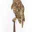 Morepork/Tasmanian Spotted Owl standing on wooden perch facing to the left side