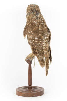 Morepork/Tasmanian Spotted Owl standing on wooden perch facing to the left side