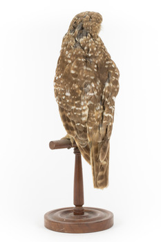 Morepork/Tasmanian Spotted Owl standing on wooden perch facing back left