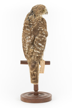 Morepork/Tasmanian Spotted Owl standing on wooden perch facing back