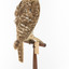 Morepork/Tasmanian Spotted Owl standing on wooden perch facing back right