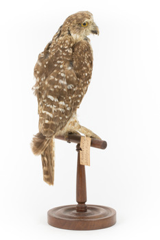 Morepork/Tasmanian Spotted Owl standing on wooden perch facing back right