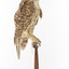 Morepork/Tasmanian Spotted Owl standing on wooden perch facing side right