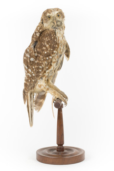 Morepork/Tasmanian Spotted Owl standing on wooden perch facing side right