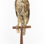 Morepork/Tasmanian Spotted Owl standing on wooden perch facing front