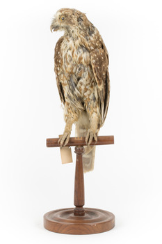 Morepork/Tasmanian Spotted Owl standing on wooden perch facing front