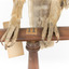 Close-up claws and wooden perch (see transcript)