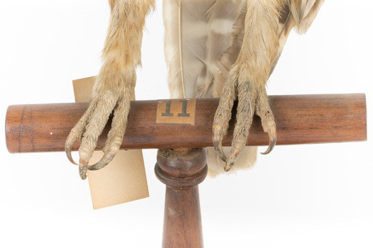 Close-up claws and wooden perch (see transcript)