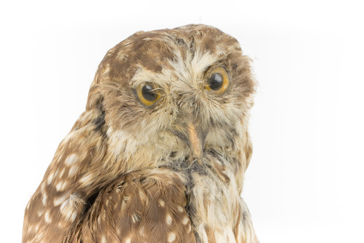 Closeup of head of morpoke