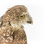 Close-up of head of morepork