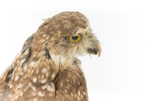 Close-up of head of morepork