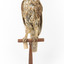 Morepork/Tasmanian Spotted Owl standing on wooden perch facing front