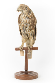 Morepork/Tasmanian Spotted Owl standing on wooden perch facing front