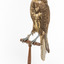 Brown falcon stands on top of wooden perch facing front left