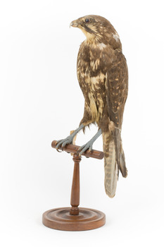 Brown falcon stands on top of wooden perch facing front left