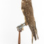 Brown falcon stands on top of wooden perch facing left