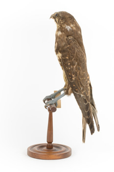 Brown falcon stands on top of wooden perch facing left