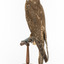 Brown falcon stands on top of wooden perch facing back left