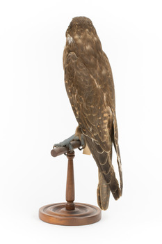 Brown falcon stands on top of wooden perch facing back left