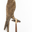 Brown falcon stands on top of wooden perch facing back right