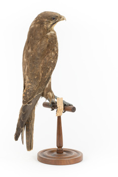 Brown falcon stands on top of wooden perch facing back right