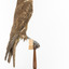 Brown falcon stands on top of wooden perch facing side right