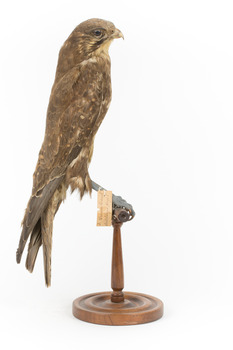 Brown falcon stands on top of wooden perch facing side right
