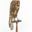 Brown falcon stands on top of wooden perch facing front right