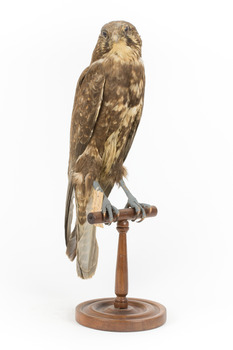 Brown falcon stands on top of wooden perch facing front right
