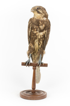 Brown falcon stands on top of wooden perch facing front