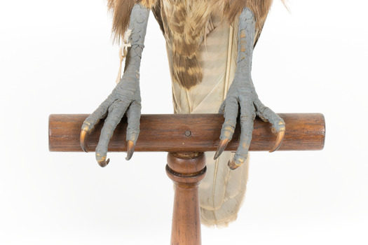 Close-up of brown falcon claws on perch