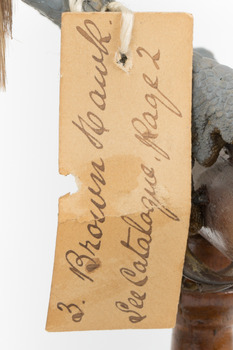 Close-up of swing tag attached to brown falcon  (see transcription)