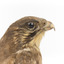 Close-up of head (brown falcon)
