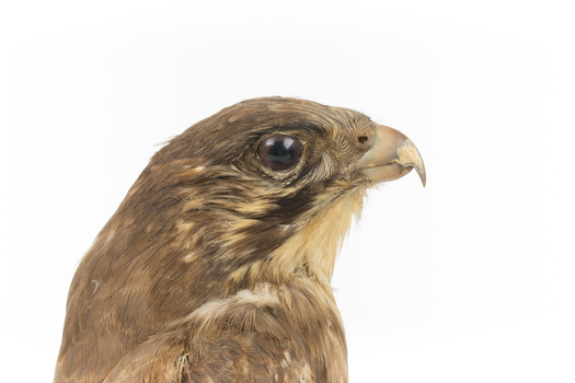 Close-up of head (brown falcon)
