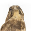 Close-up of brown falcon head