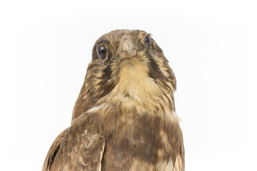 Close-up of brown falcon head