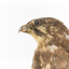 Close-up of head of brown falcon