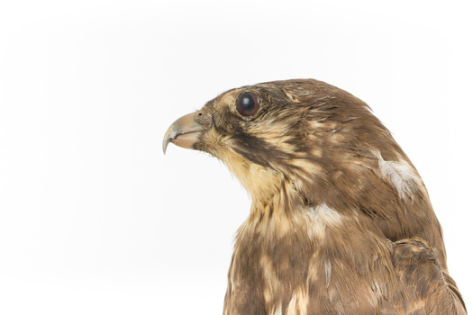 Close-up of head of brown falcon