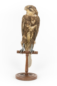 Brown falcon stands on top of wooden perch facing forward