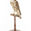 Falco Columbarius / Merlin on wooden stand, facing front left