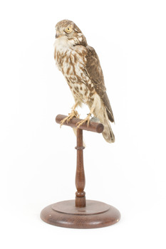 Falco Columbarius / Merlin on wooden stand, facing front left
