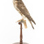 Falco Columbarius / Merlin on wooden stand, facing left