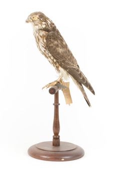 Falco Columbarius / Merlin on wooden stand, facing left