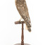 Falco Columbarius / Merlin on wooden stand, facing back / left