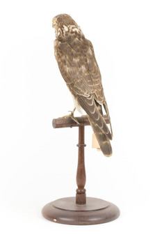 Falco Columbarius / Merlin on wooden stand, facing back / left