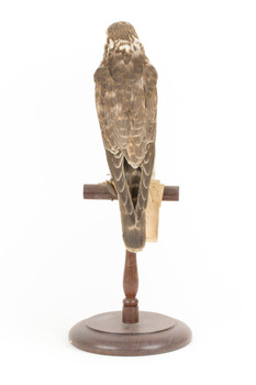 Falco Columbarius / Merlin on wooden stand, facing back